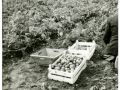Aardappelen zoeken 1978