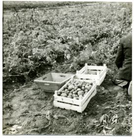 Aardappelen zoeken 1978