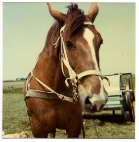 Jan van der Meer   34linksboven