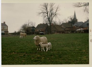 2 foto s Marieke Postma   weiland achter bouwbedrijf