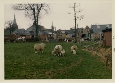 2 foto s Marieke Postma   weiland achter bouwbedrijf 1